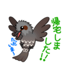 Lineスタンプ ヒヨドリぴっぴさん4 40種類 1円