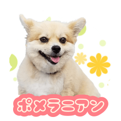 Lineスタンプ 犬 ポメラニアン の完全一覧 全810種類