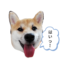 柴犬のつきみちゃん Lineスタンプ Motoco