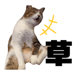 Lineスタンプ 世界一可愛い猫ちゃんズ 40種類 1円