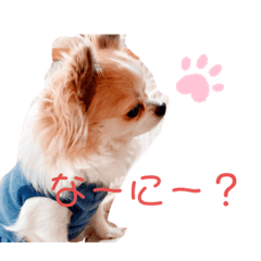 Lineスタンプ ぴーちゃん 犬 チワワ 8種類 1円